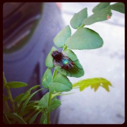 2 flies sharing an intimate moment. #nature