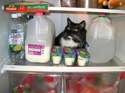 pleatedjeans:  cats in refrigerators 