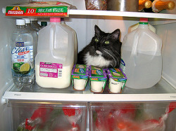 pleatedjeans:  cats in refrigerators