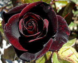 Gothgardening:  Rose “Black Baccara” Zones 6-10. Full Sun. 