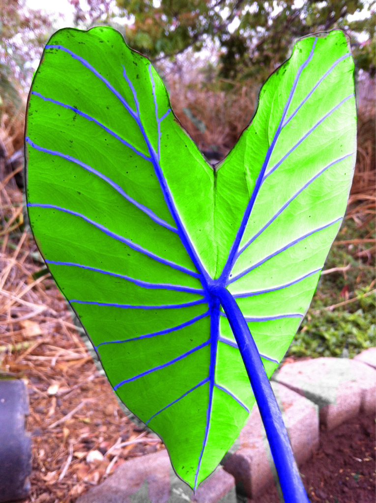 islandlocal:  Researchers just found a new breed of taro that makes blue poi instead
