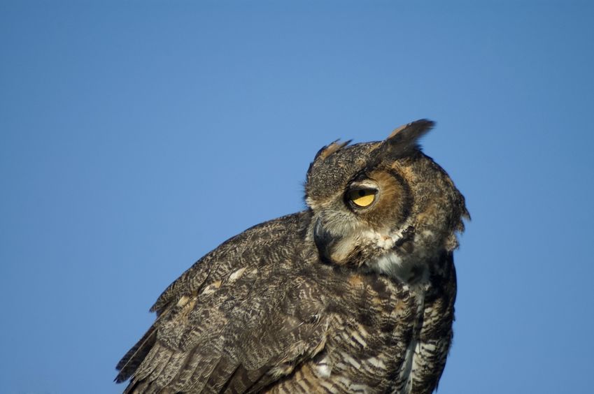 Young great horned owl