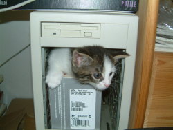 thedailywhat:  Even Computers Love Cats of