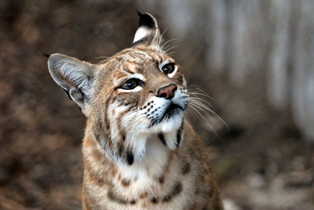 allcreatures:  allcreatures: Inti the bobcat, now on exhibit at the San Francisco