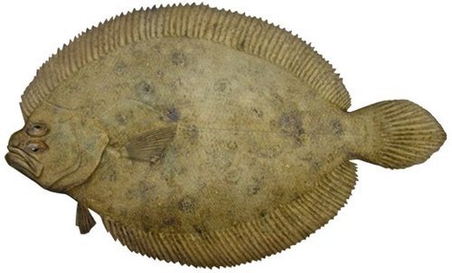 mermaidest:  what if flounder from the little mermaid looked like an actual flounder  