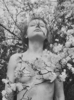 amorsexus:  blossom / branch / smell