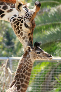 bust4:  A Mother’s Love by Penny Hyde on Flickr. 