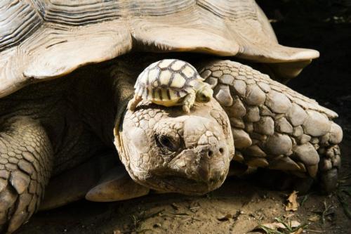 funnywildlife: Tortoise Metro!!A 4-day-old African spurred tortoise, one of eight babies, sunbathes 