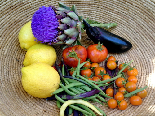 ediblegardensla:Harvesting eggplant, tomatoes, beans, lemons, strawberries and artichoke flowers in 