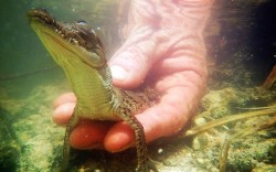 theanimalblog:  Joe Wasilewski releases a crocodile hatchling near the Florida Power &amp; Light’s Turkey Point Nuclear Power Plant where they protect the crocodile and conduct research by counting their nests annually to record population changes near