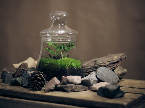 Green Bell Terrarium 