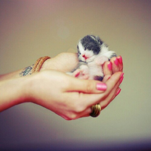 Day 29-soft #photoaday #photoadayjune #kitten (Taken with Instagram)
