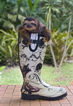 wallflowerbusiness:  These boots were made for slothing by Sloth Sanctuary and Bradley Ireland Productions via Cute Overload  