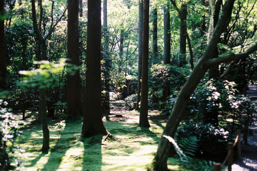 timidsouls:Solitude of Kyoto (by Baka John) 