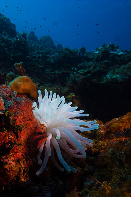 thelovelyseas:  anemoneOct4-11 by divindk on Flickr.