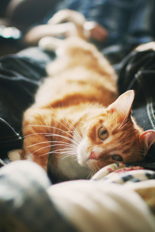 refluent:  Pumpkin (by Simply Stardust) 