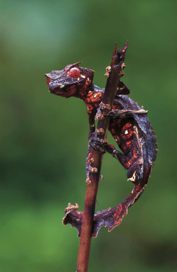 gr055:  satanic leaf geckos are the best