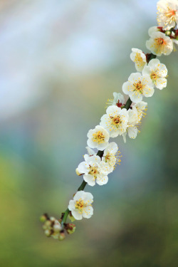 japanlove:  White plum blossoms by tanakawho