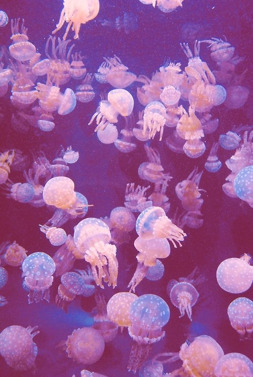 Jellyfish, genus CatostylusMost members of this genus live exclusively in the south Pacific, off Ind