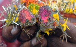 theanimalblog:  The wedding of two frogs, arranged by farmers seeking rainfall, is performed in Nagpur in order to please the Rain Gods and in the hope that their region would soon receive monsoon showers  Picture: AFP/Getty Images 