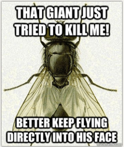 theepichumor:  Fly Logic