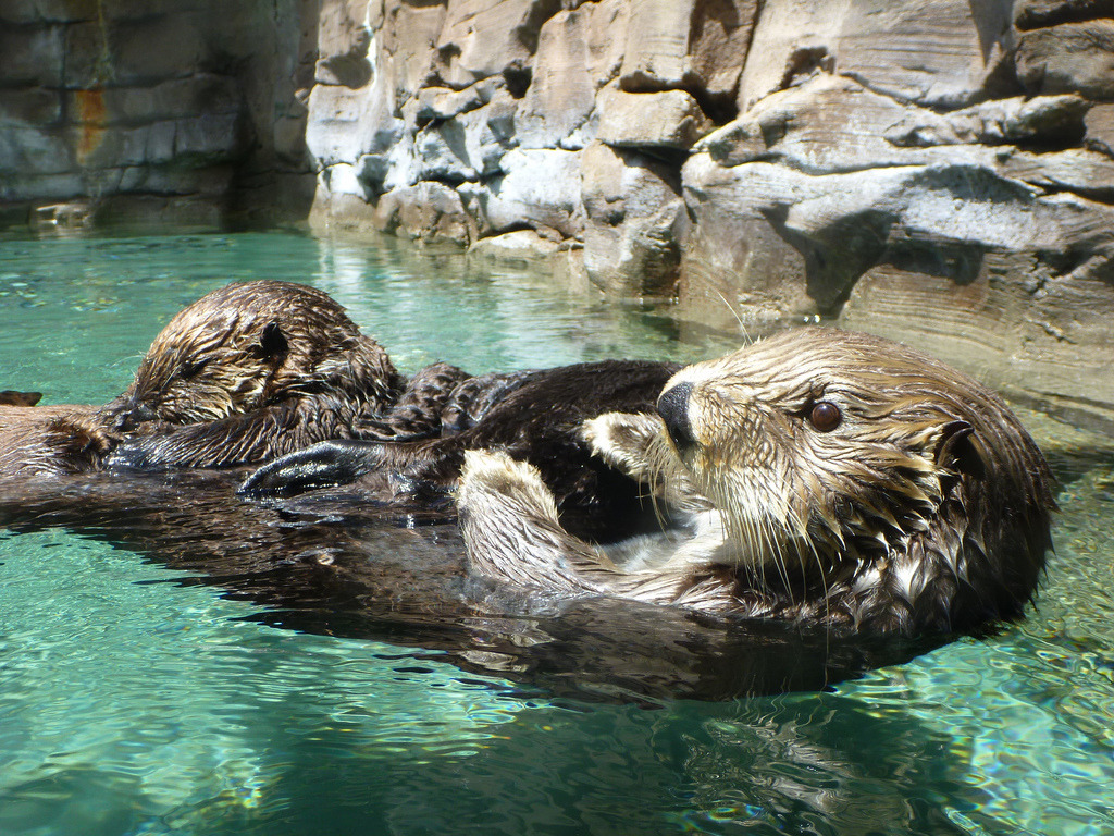 dailyotter:  Mother Sea Otter Floats with Pup on Belly Via whirling_dervish