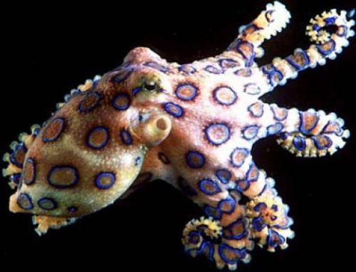 Greater blue-ringed octopus Hapalochlaena lunulata These octopus use deadly toxins in their saliva t