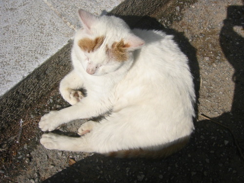 Greek cat, 2007