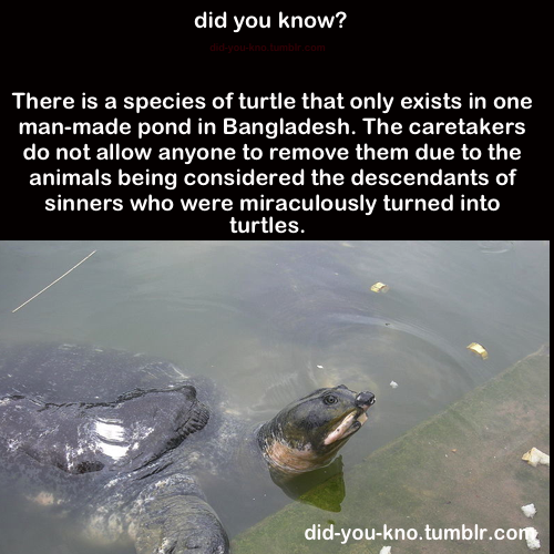 did-you-kno:  Source