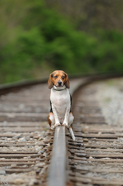 handsome dogs for you in these trying times