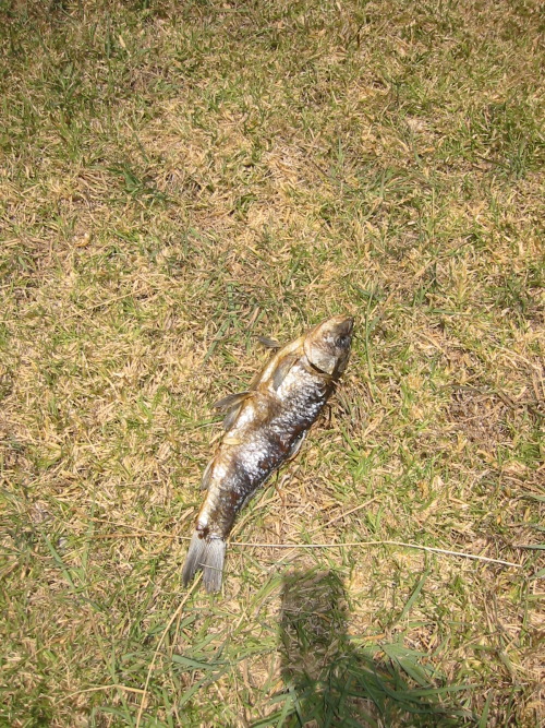 dead fish in Lisbon, 2008