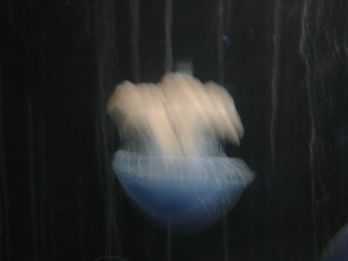 jellyfish in Lisbon, 2008