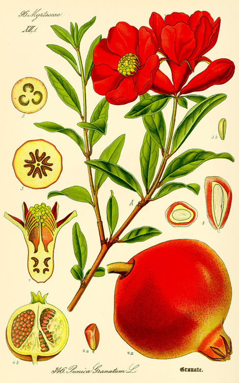 Punica granatum. Otto Wilhelm Thomé, 1885