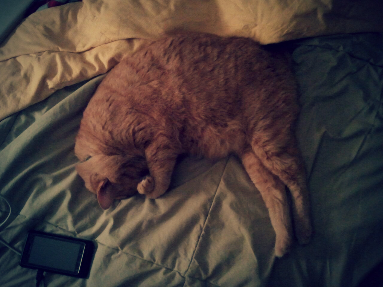 heavyeyeshadow:  how cats sleep 