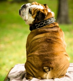 English Bulldog Love