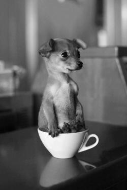 Cup of puppy?