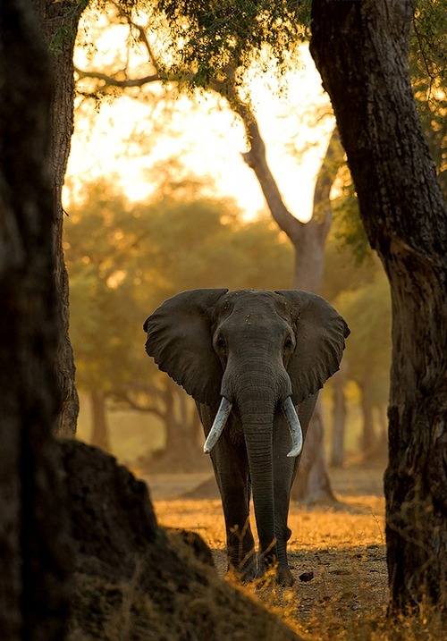  “Through the Trees” by Morkel Erasmus 