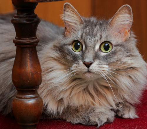 Allie On Old Chair by Picture Zealot on Flickr.