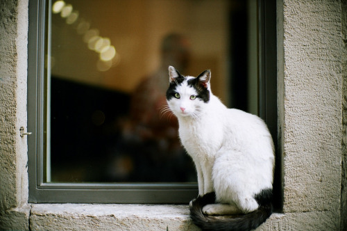 Posing cat by cccp1971