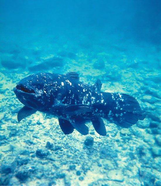 red-guardian:
“ West Indian Ocean Coelacanth, Latimeria chalumnae.
”