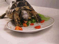 tort-time:now this is some serious nom nom-ing