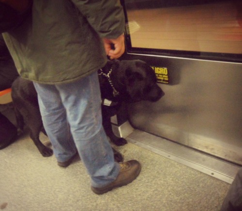 solocuandohayainspiracion:  Les contaré algo muy lindo que me paso hoy en el metro, venía con una amiga y venía un señor con este perrito. En la correa donde lo tenía afirmado tenía un cartelito, que decía “No molestar, estoy trabajando”