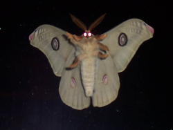 circuitbird:  Hi I am moth 