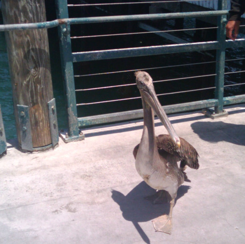 Today we went to the pier and while walking down the fishing area we came across a wounded pelican (you can’t really tell from the pictures, but its ankle was twisted and it couldn’t take off so it was just hobbling around). People were being