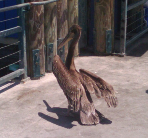 Today we went to the pier and while walking down the fishing area we came across a wounded pelican (you can’t really tell from the pictures, but its ankle was twisted and it couldn’t take off so it was just hobbling around). People were being