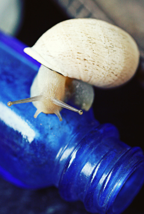 pity-party:  he’s my model ; ) snails are cool though