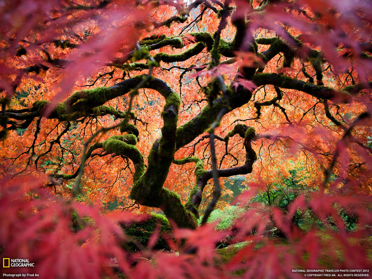 Japanese Maple, Oregon, by Fred An.
— A Japanese maple reveals autumn colors in the Portland Japanese Garden.