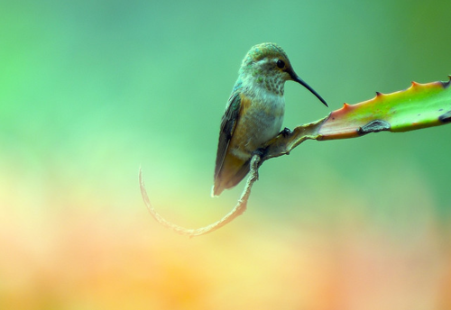 Hummingbird Afternoon (by Danny Perez Photography)