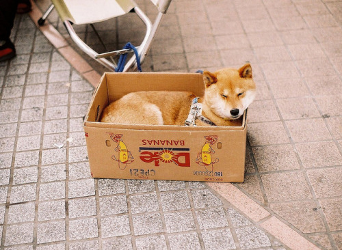 fuckyeahjapanandkorea:  dole dog by *dapple dapple  