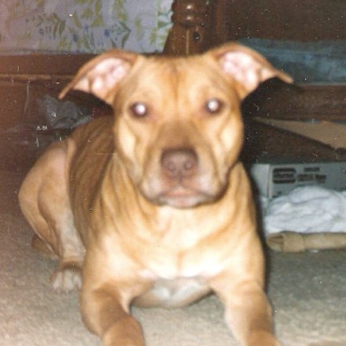 Felony she was the only dog I’ve ever known that could be treated like a person. You would talk to her like you would a friend. People would ask to keep her on the weekends like a kid. Killed by the pigs, shot over 15 times! Only thing in this world